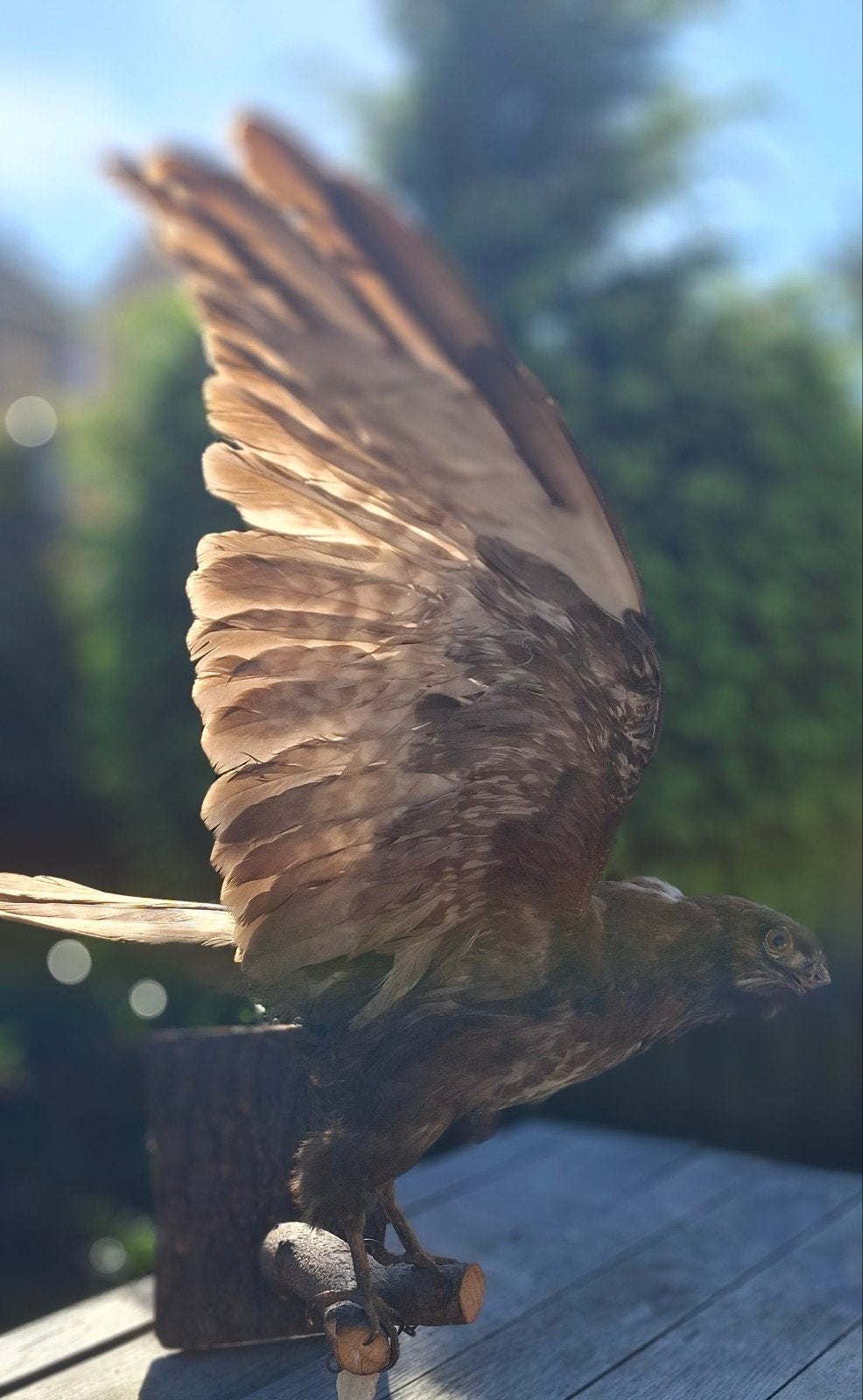 opgezette buizerd taxidermie roofvogel, Ophalen