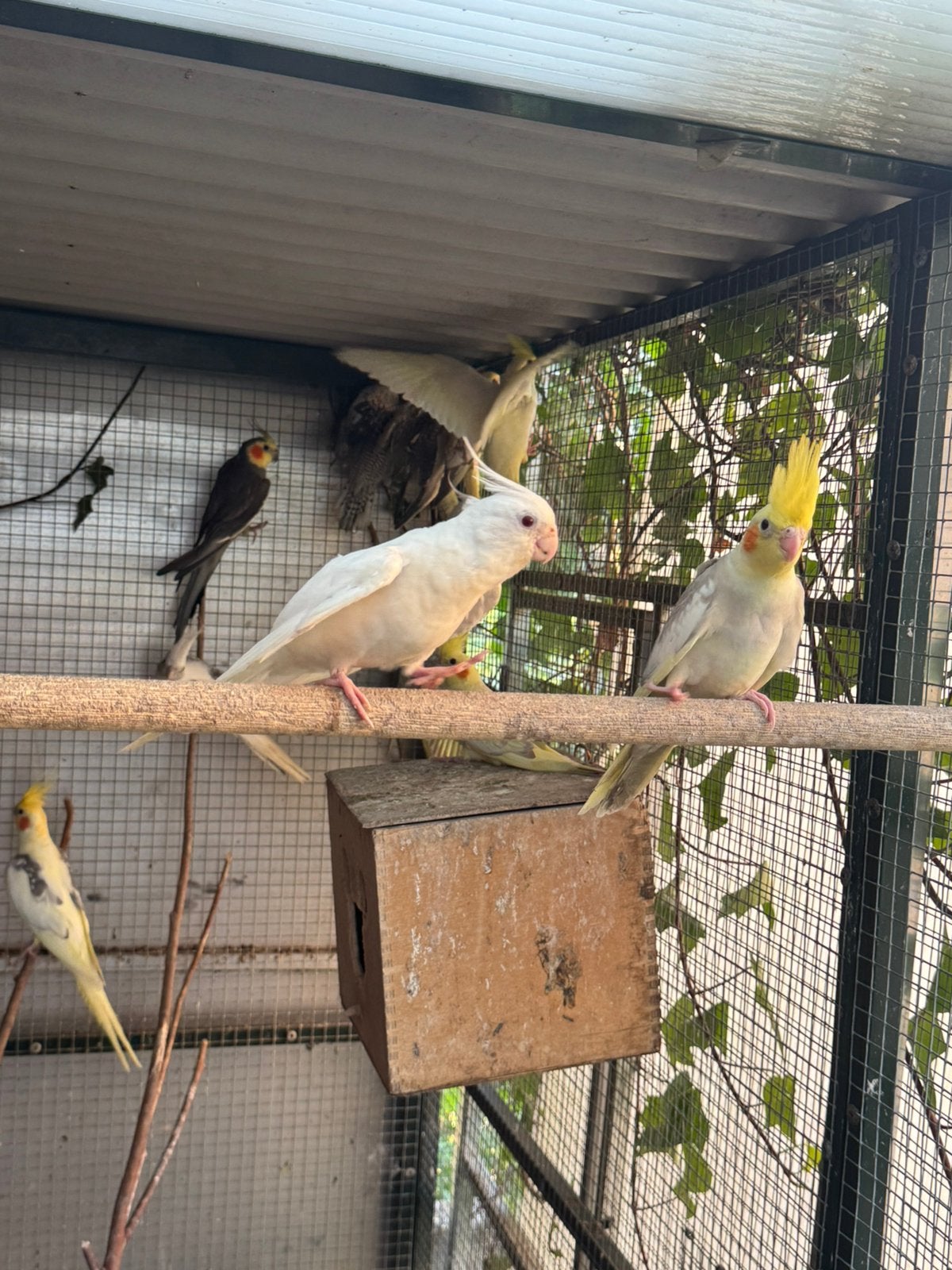 Jonge valkparkieten net uit het blok, Dieren en Toebehoren, Vogels | Parkieten en Papegaaien, Meerdere dieren, Parkiet