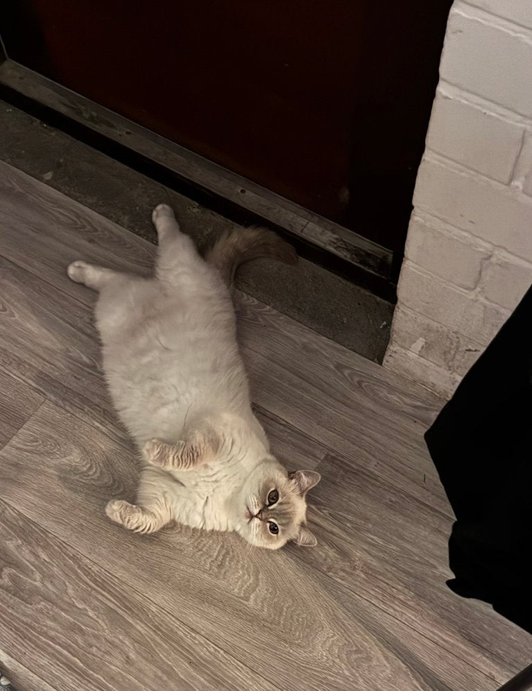 Britse korthaar te koop, Poes, Gechipt, 3 tot 5 jaar