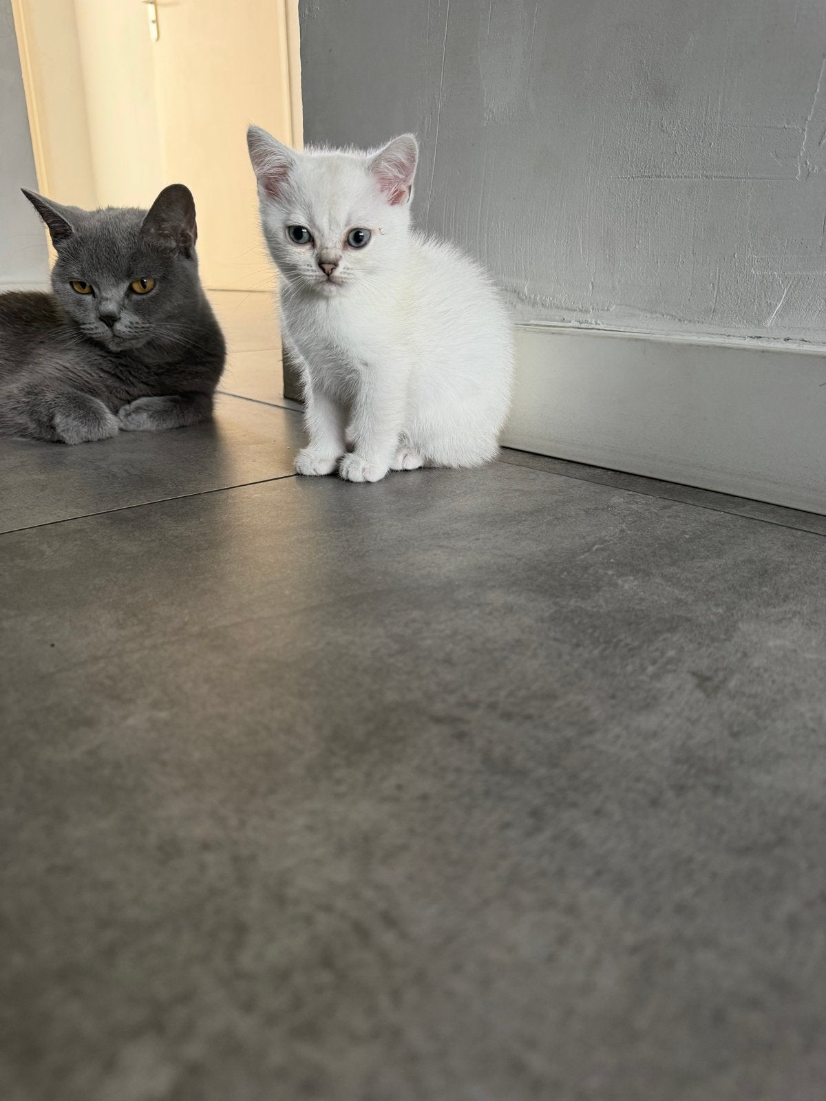Britse kort haar kittens, Kortharig