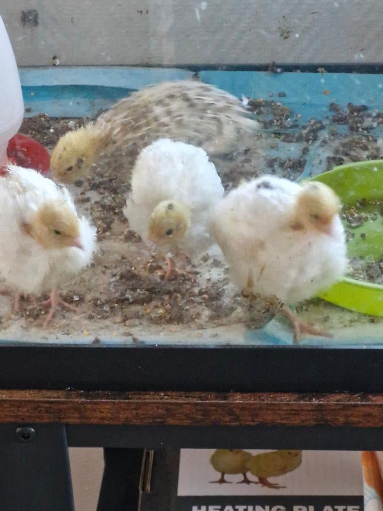 Texas en Jumbo Kwartels, Dieren en Toebehoren, Pluimvee, Meerdere dieren, Overige soorten