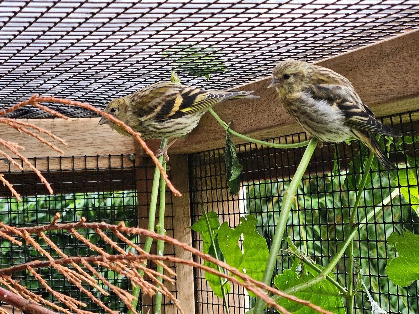 Europese sijs, Meerdere dieren, Wildzangvogel, Geringd