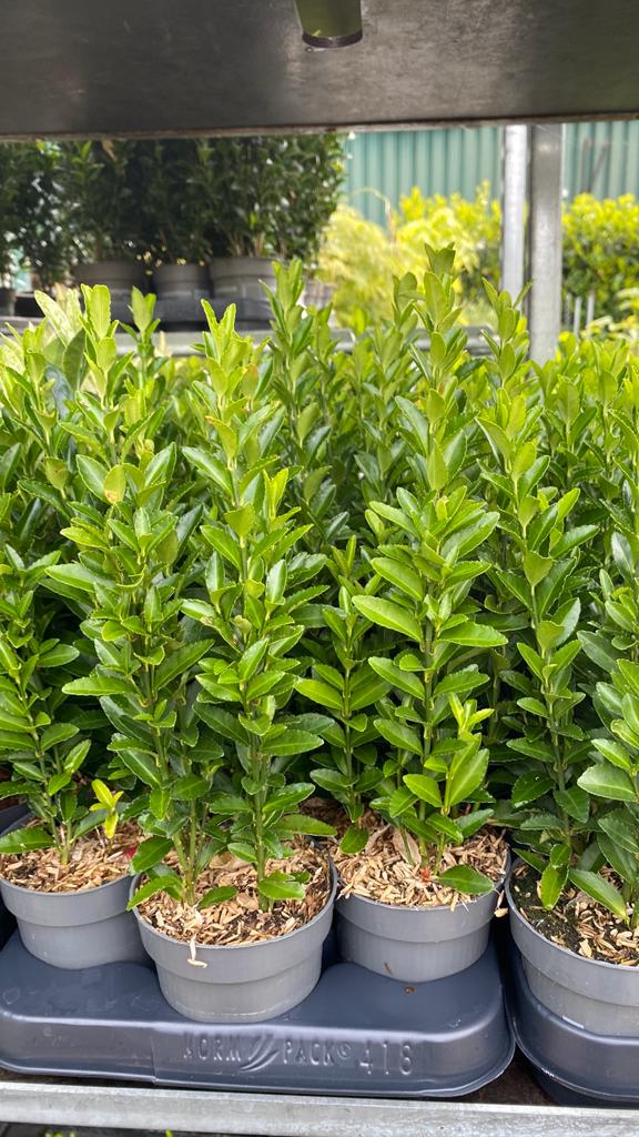 Euonymus 30cm hoog (buxus vervanger), Vaste plant, Bloeit niet, Halfschaduw, Ophalen