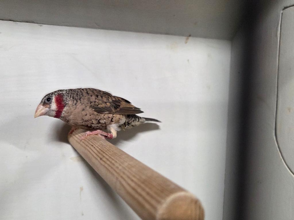 1-2 Bandvinken, Meerdere dieren, Geringd