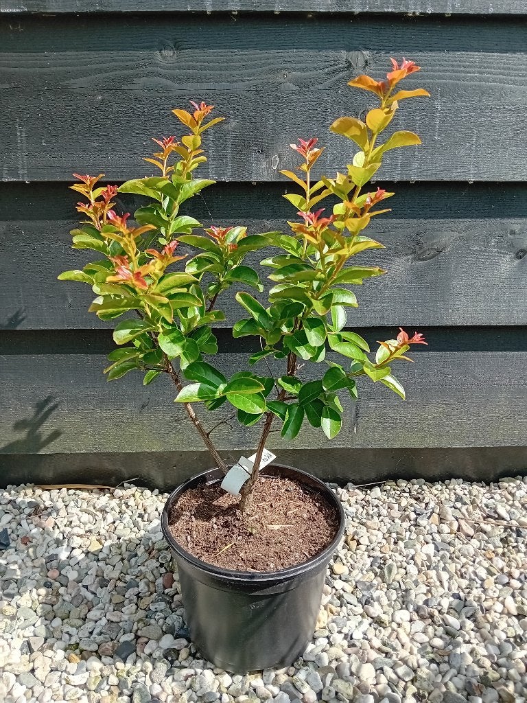 Lagerstroemia Rosea fuchsia kleur, Overige soorten, Volle zon, Vaste plant, Ophalen of Verzenden