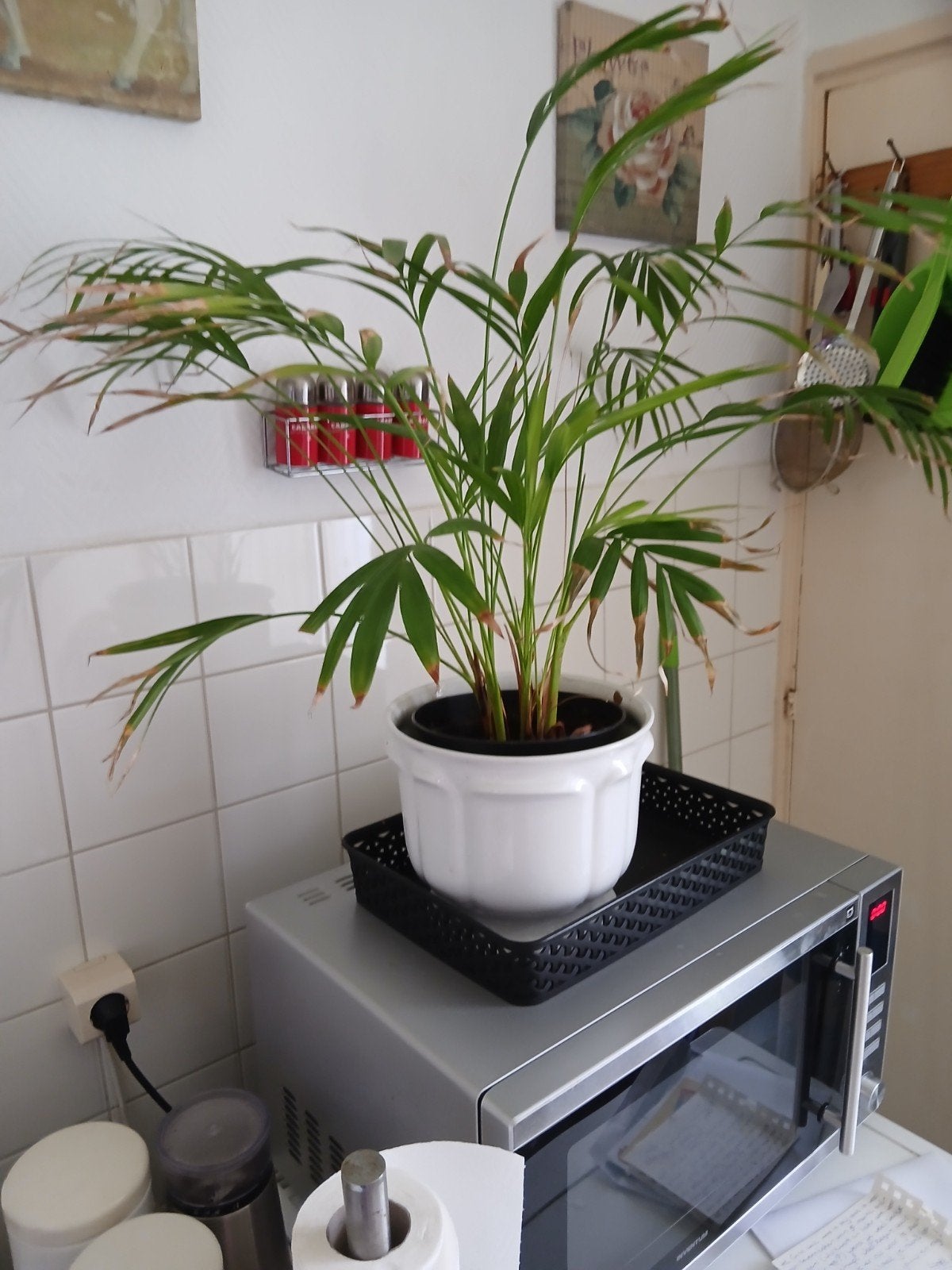 Kleine palm in witte pot, Ophalen of Verzenden