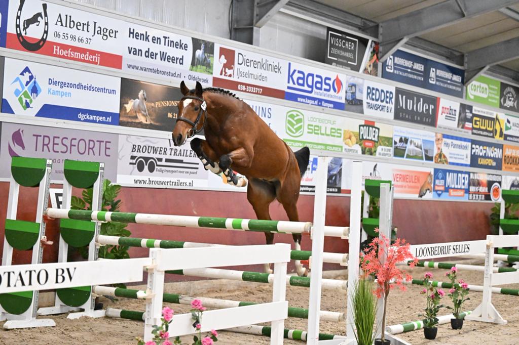Stoere E Pony te koop (Dallas VDL x Lupicor), Dieren en Toebehoren, Pony's, E pony (1.48m - 1.57m), Met stamboom, Ruin, Springpony