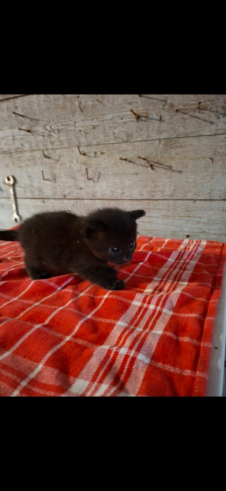 Kittens
