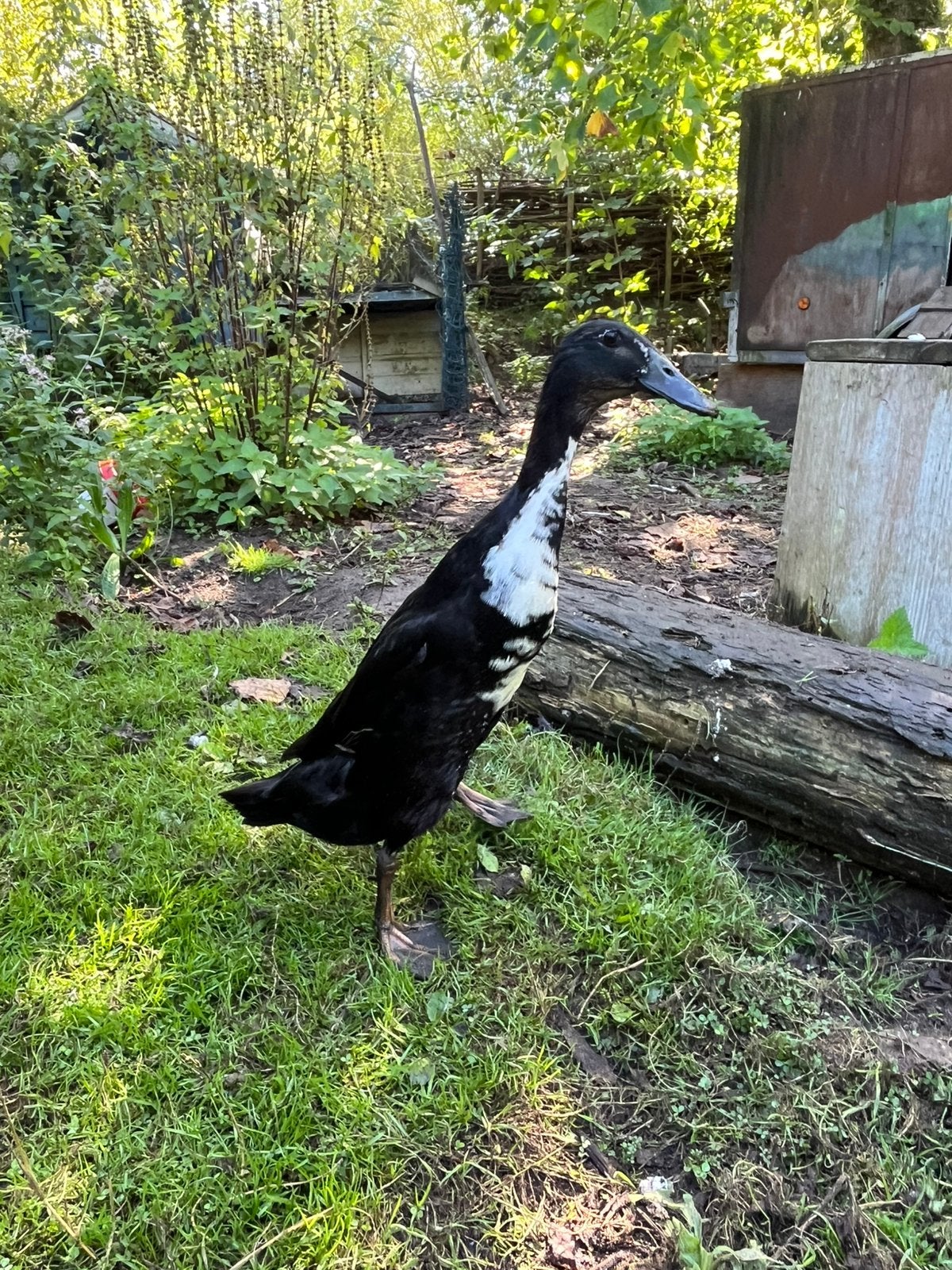 Loopeend (v), 6 maanden, Dieren en Toebehoren, Geslacht onbekend, Eend