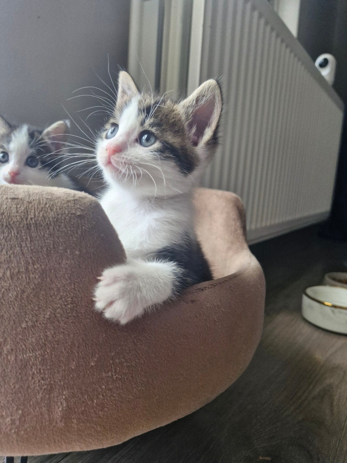 prachtig lief poesje te koop, Meerdere dieren