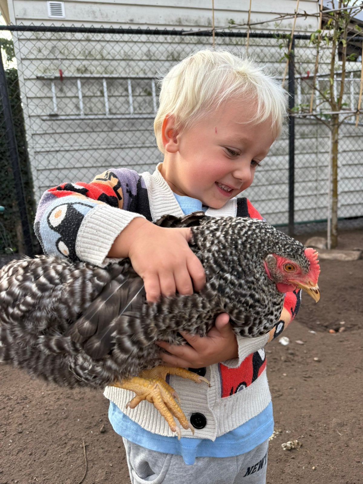 Jonge tamme Mechelse Koekoek kip hen, Vrouwelijk, Kip