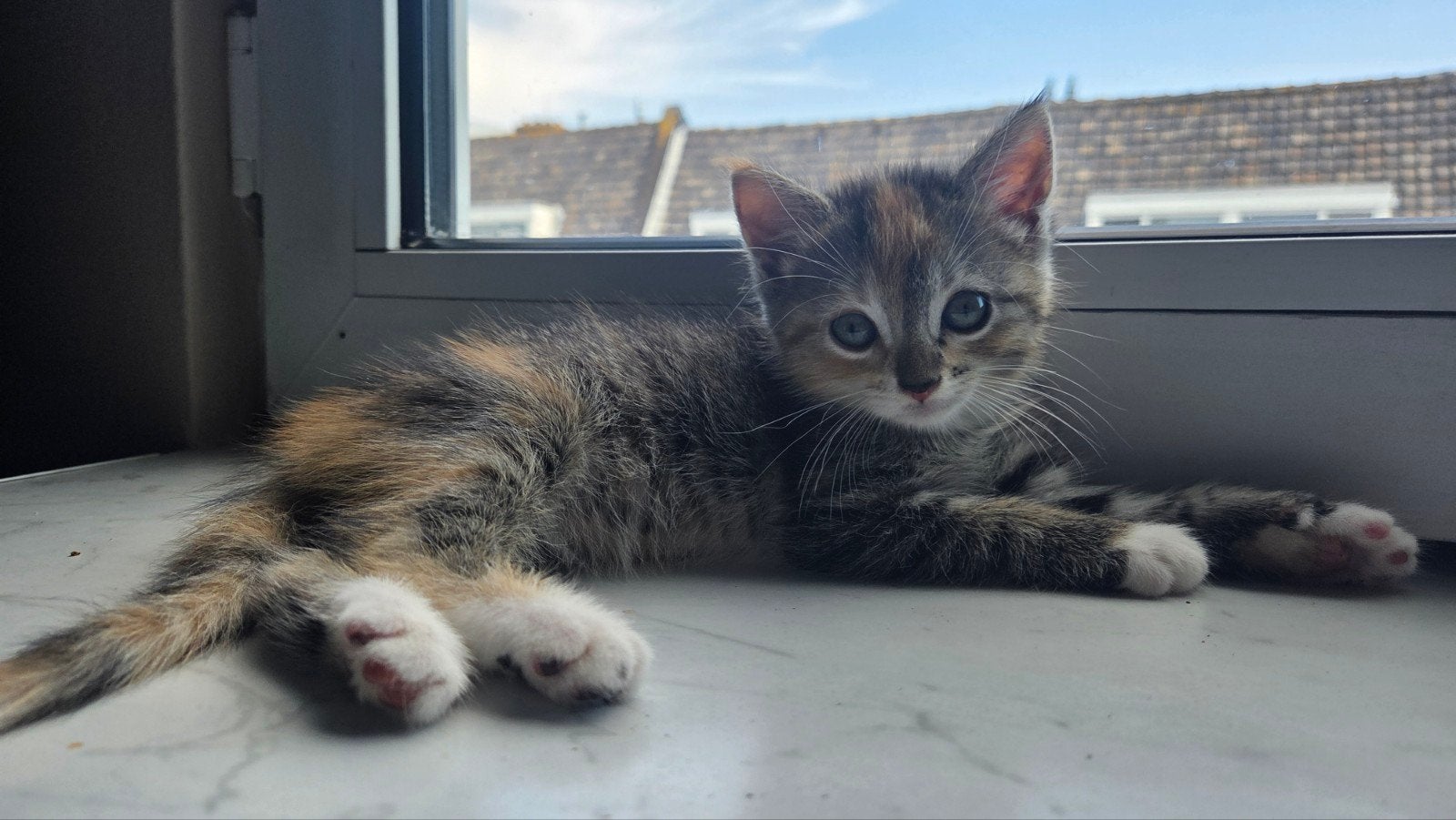 Kittens, Meerdere dieren