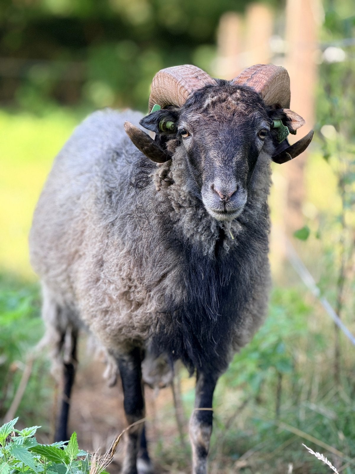 Bonte Skudde ram te koop, Mannelijk, Schaap, 0 tot 2 jaar