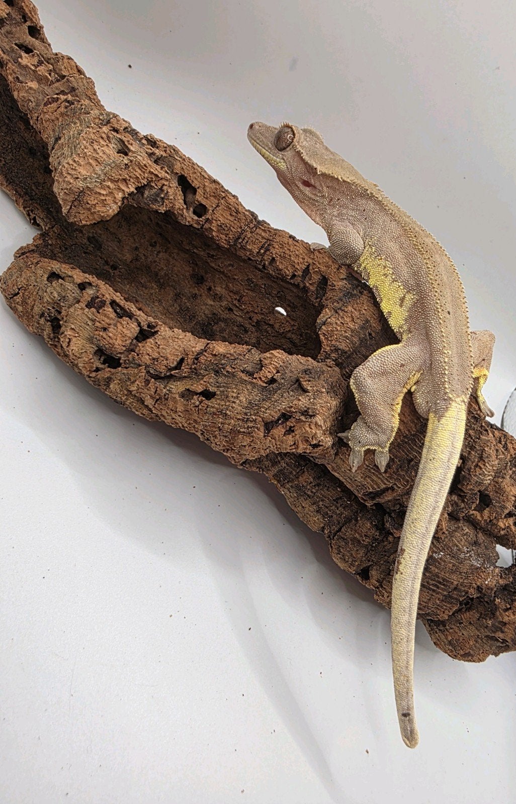 crested gecko- Correlophus ciliatus- wimpergekko, Dieren en Toebehoren, Hagedis, Tam, 0 tot 2 jaar