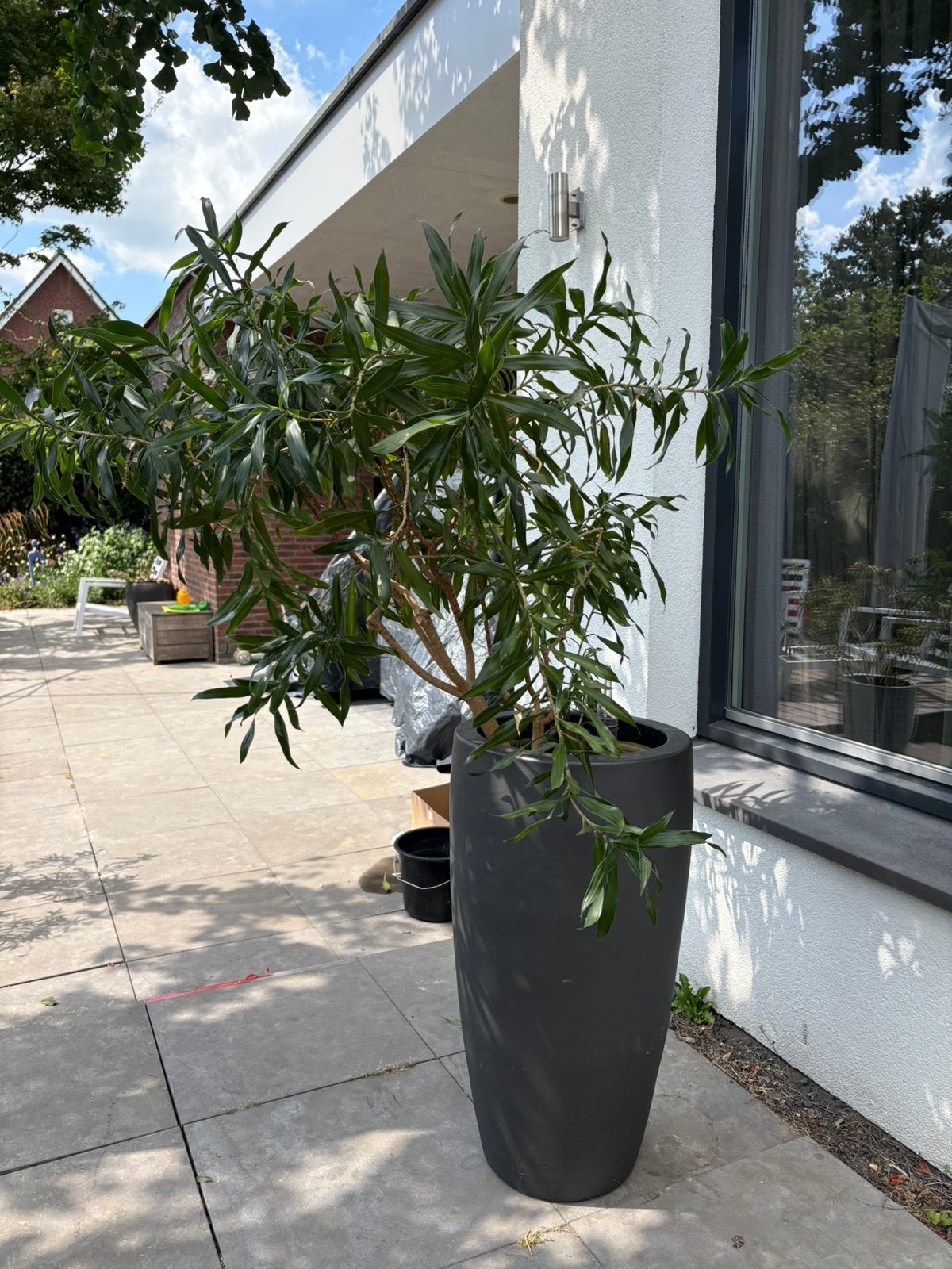Hydrocultuurplant incl. pot, Volle zon, Bloeit niet, 100 tot 250 cm, Overige soorten