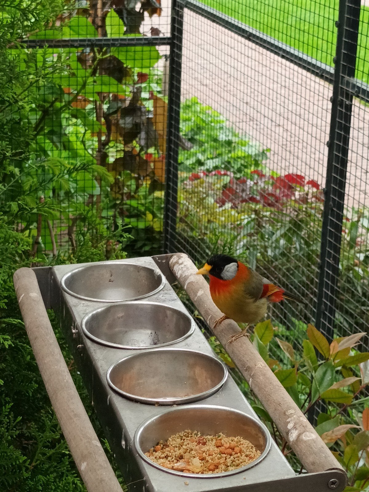 Zilveroor nachtegaal, Mannelijk, Wildzangvogel, Geringd