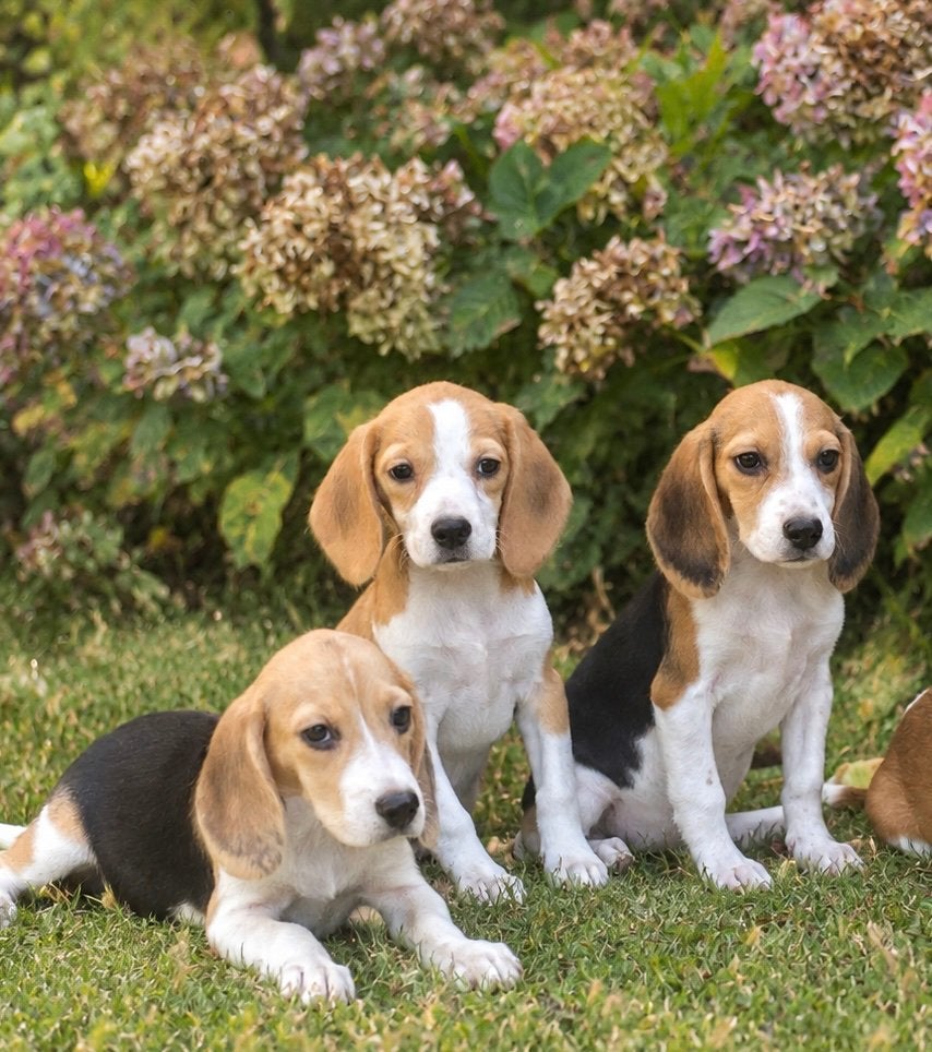 Prachtige BEAGLE x KOOIKER pups, Dieren en Toebehoren, Nederland, CDV (hondenziekte), 8 tot 15 weken, Meerdere