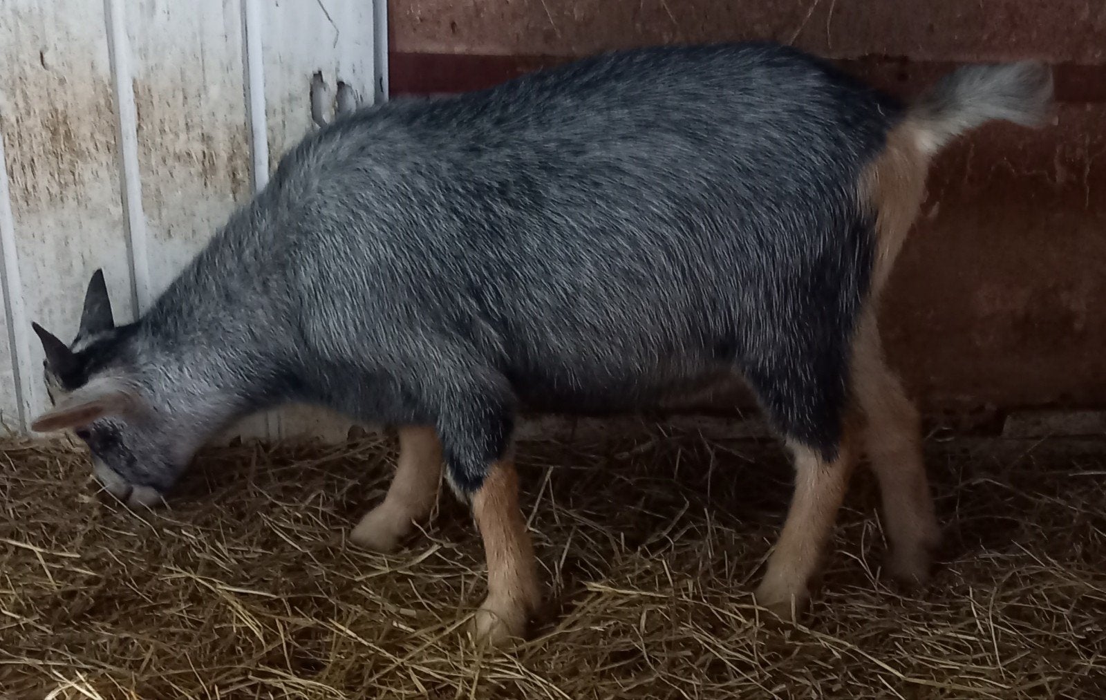 Dwerggeit bok blauwschimmel met tan CAE en CL-vrij, Dieren en Toebehoren, Mannelijk, Geit, 0 tot 2 jaar