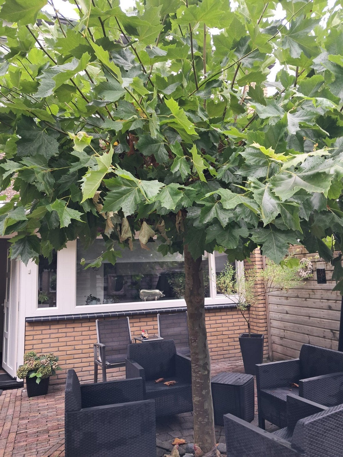 Dakplataan Plataan boom gratis op te halen - Moet uit de gro, Ophalen, Volle zon, Overige soorten