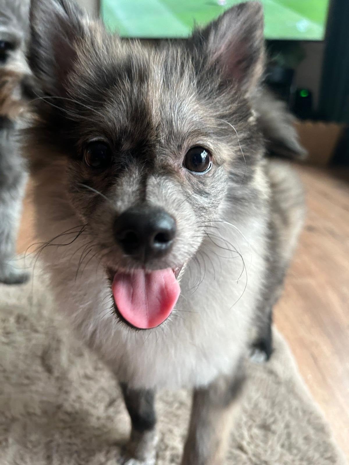 Keeshond x pomeriaan, Dieren en Toebehoren, Honden | Niet-rashonden, Klein, Reu, Particulier, Eén hond, Nederland, 1 tot 2 jaar