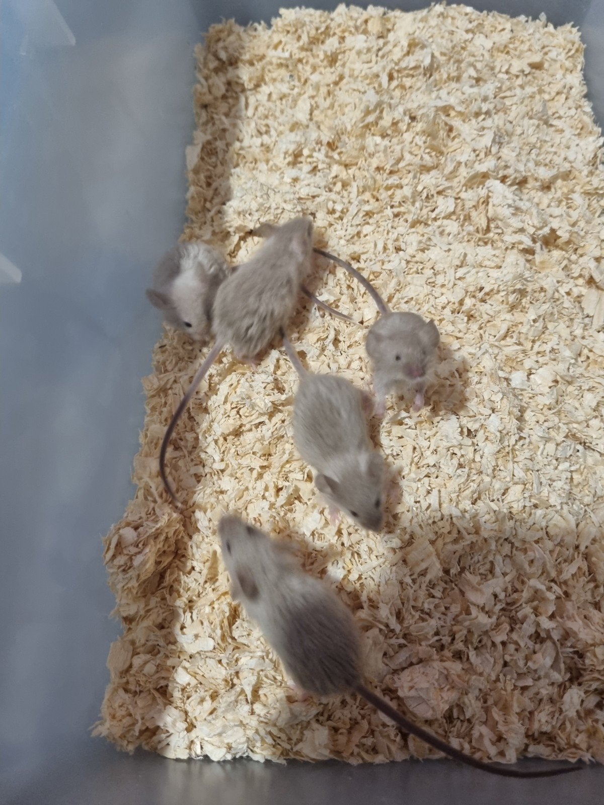 lieve wollige rex muisjes, Dieren en Toebehoren, Knaagdieren, Juni, Muis, Meerdere dieren, Tam