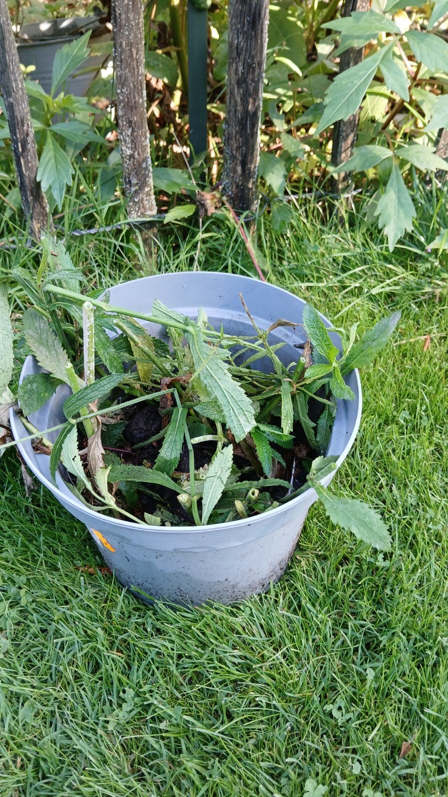 Verbena stekjes - IJzerhard stekken, Ophalen of Verzenden
