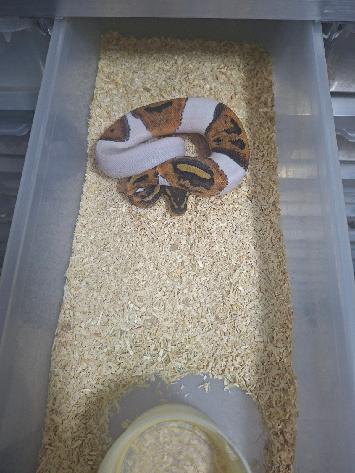 Python regius volwassen en nakweek Ball Python photo 7