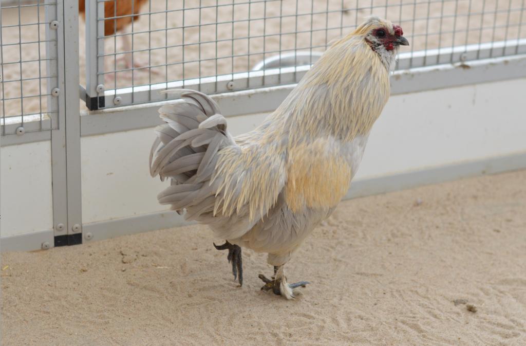 Hanen ter adoptie, Mannelijk, Kip