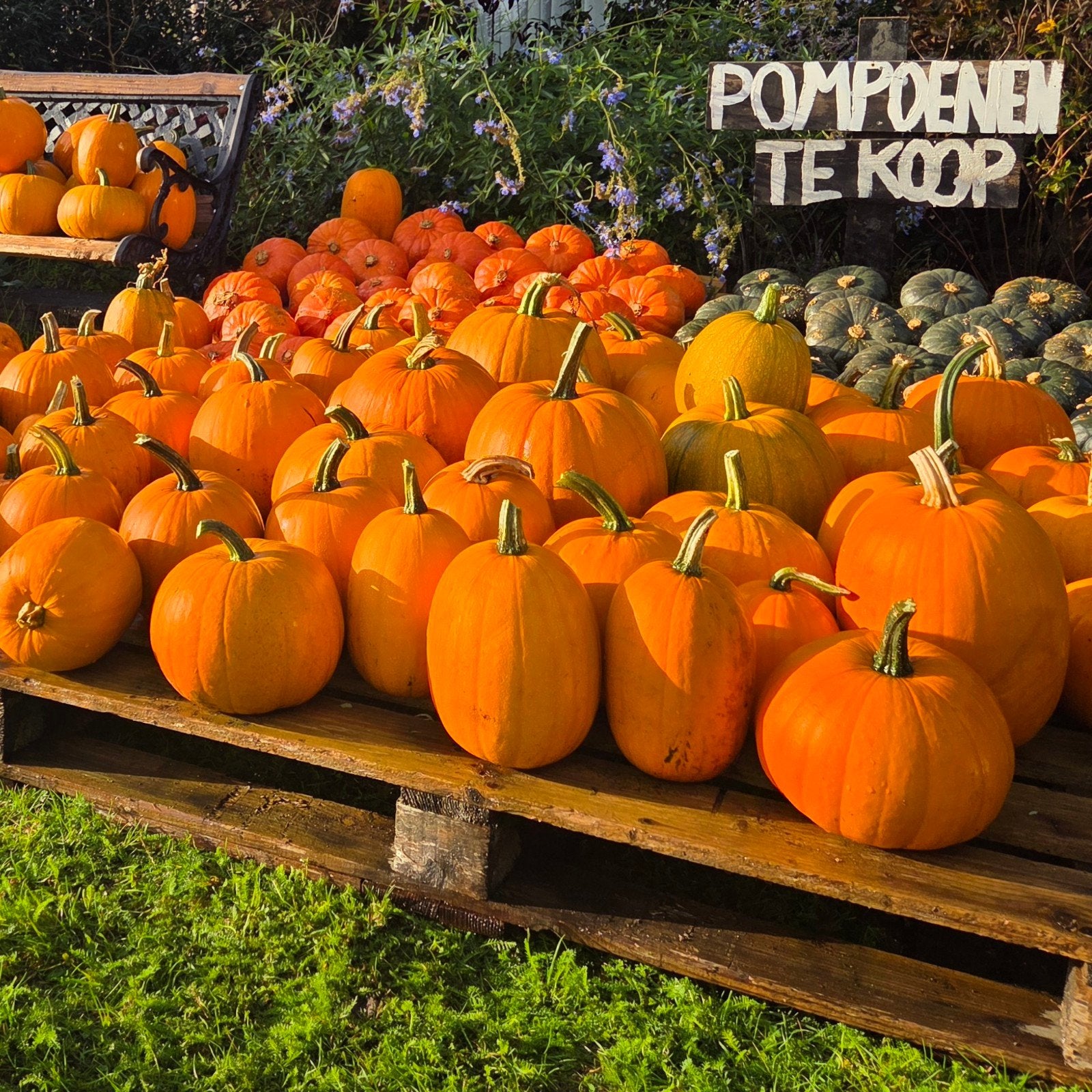 Halloween uitsnij/ eetbare pompoenen, Ophalen