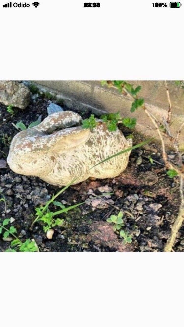 Twee betonnen konijnen, Ophalen, Gebruikt, Beton, Dierenbeeld