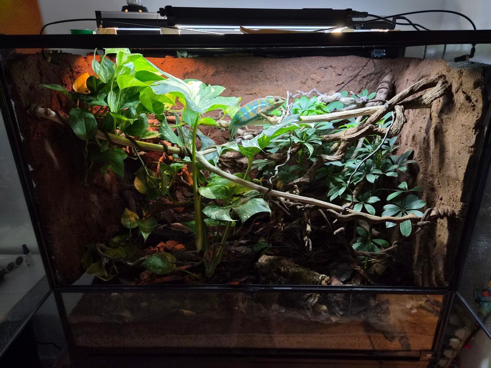 Ambilobe Panther Chameleon + Terrarium en verlichting, Overige soorten, 0 tot 2 jaar