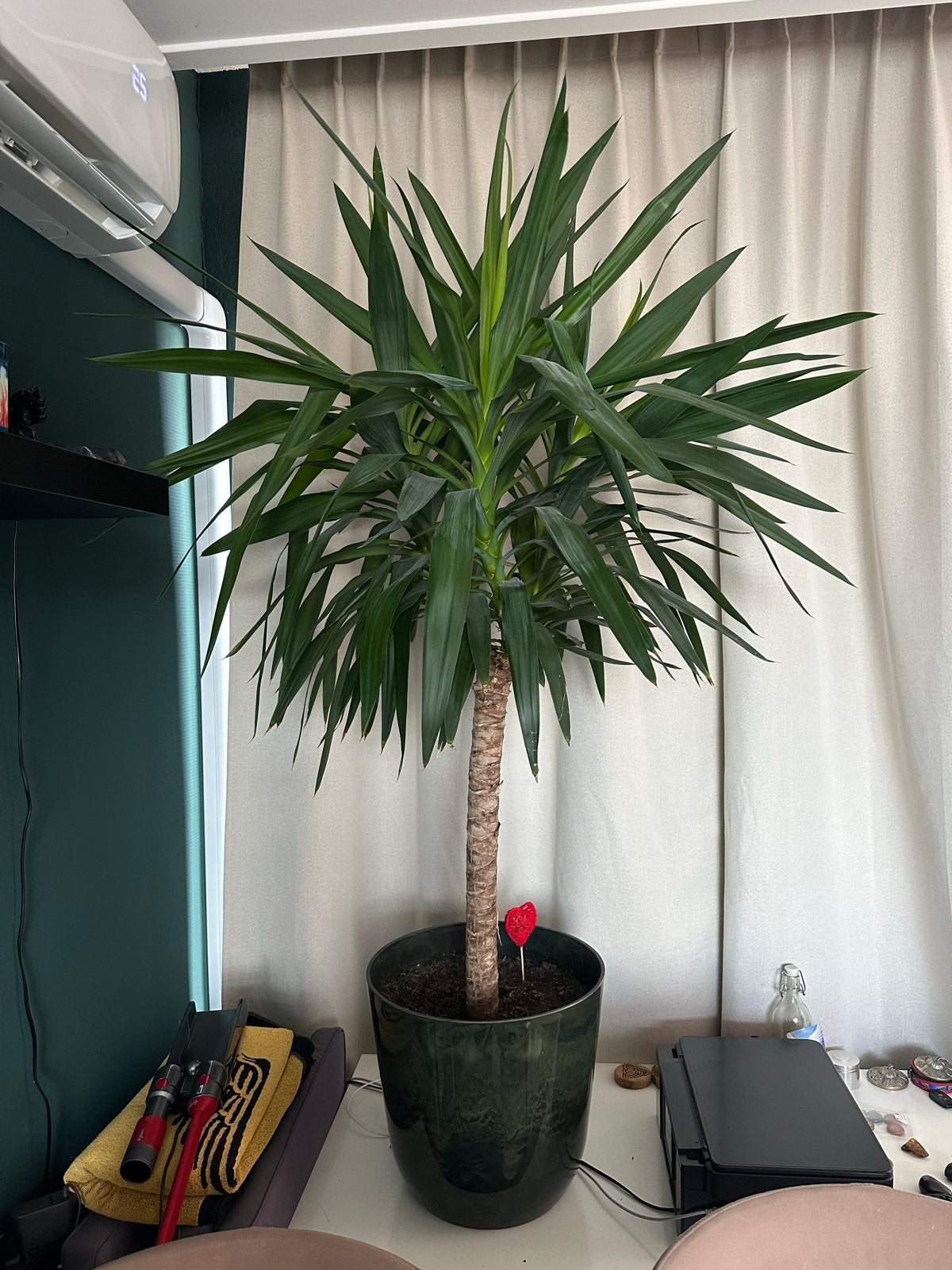 Grote Yucca plant - 170 cm hoog - Ophalen in Hoogeveen, Tuin en Terras, Planten | Tuinplanten, Ophalen, Vaste plant, Overige soorten