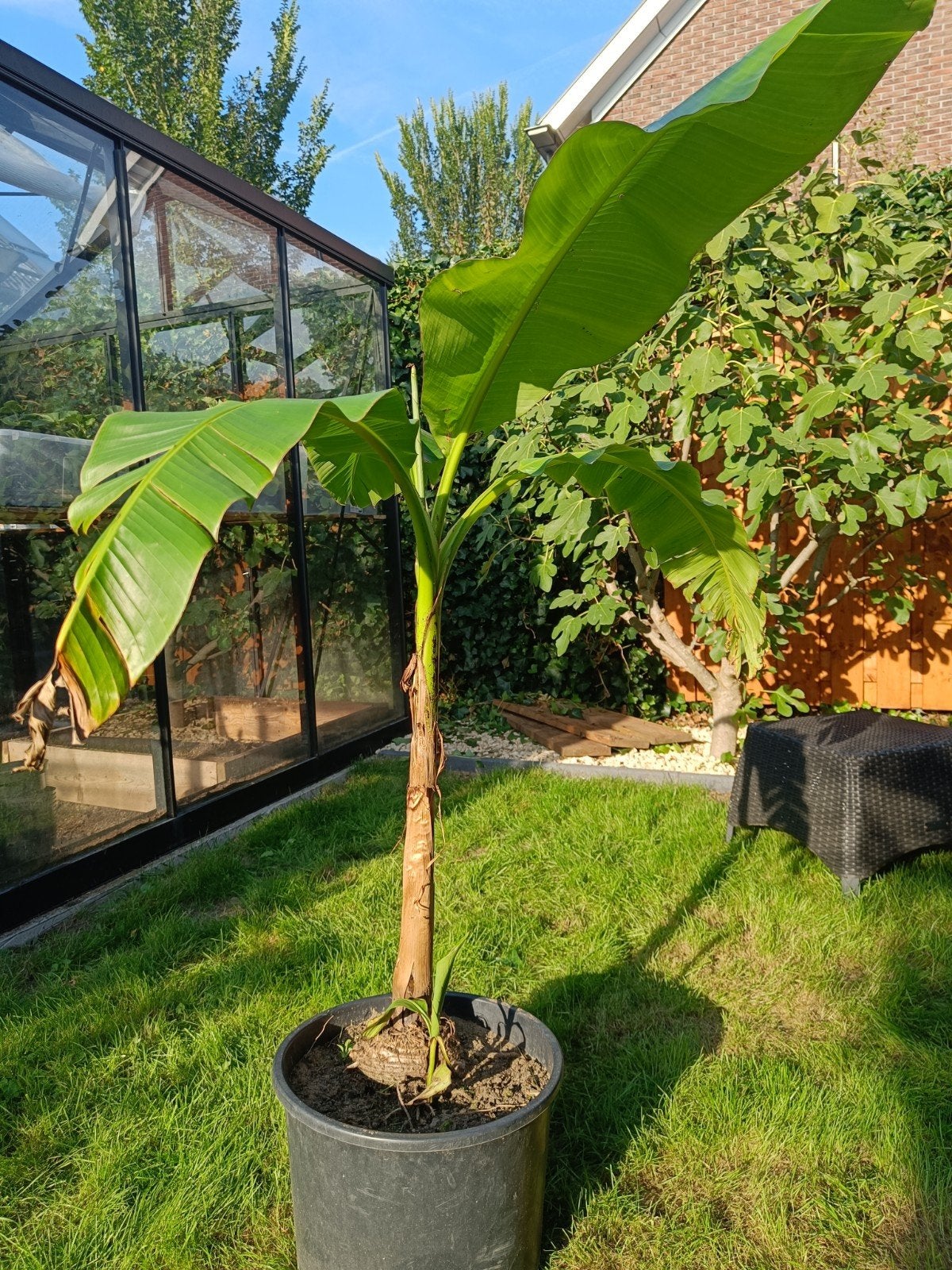 Musa Basjoo bananenplant 95 cm, Tuin en Terras, Ophalen of Verzenden, Volle zon, Overige soorten, Minder dan 100 cm