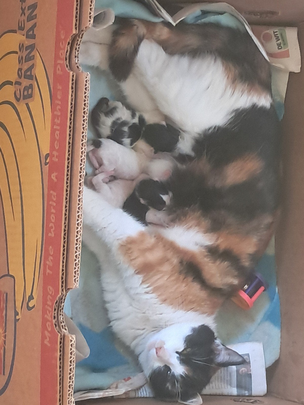 Lieve mooie kitten geboren, Poes