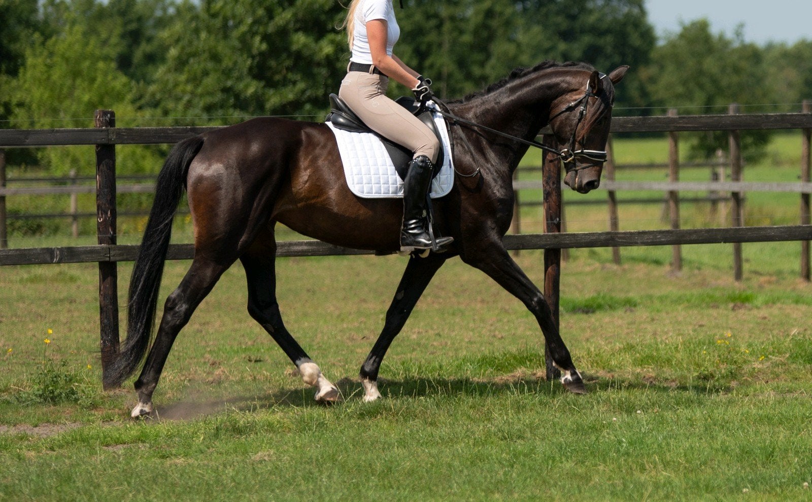 Prachtige 6-jarige merrie (Livaldon x Santino), Merrie, 160 tot 165 cm, Recreatiepaard, 3 tot 6 jaar