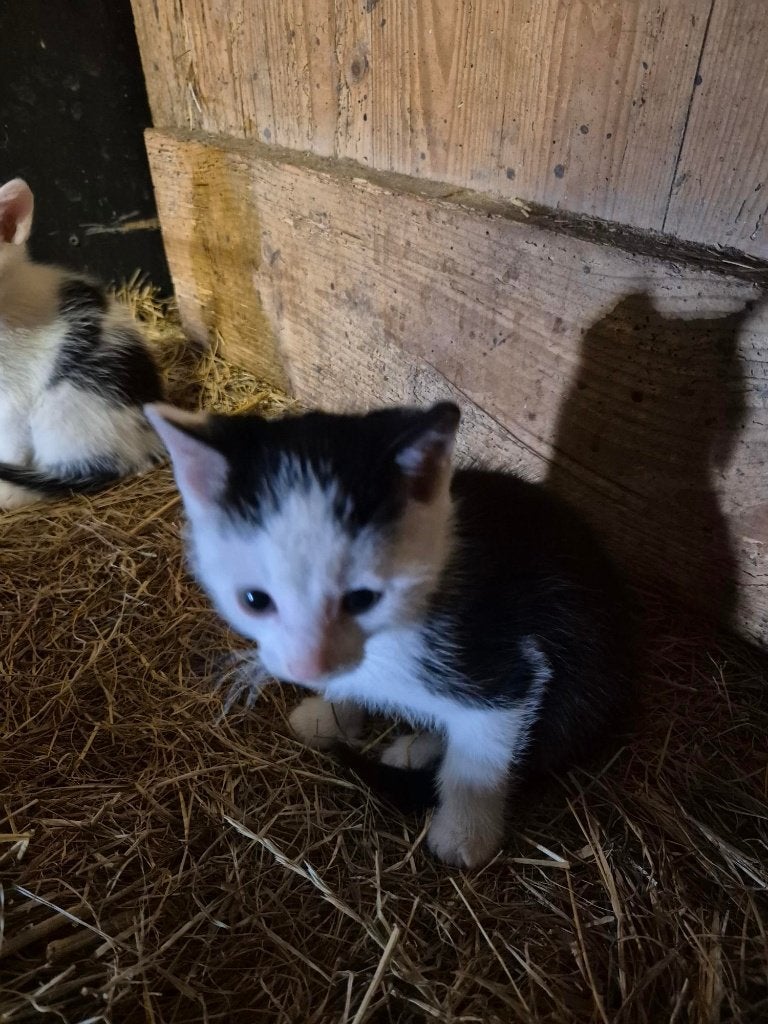 Kittens, Meerdere dieren, Kortharig, 0 tot 2 jaar