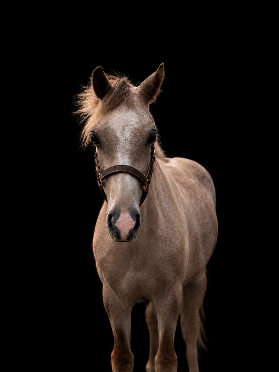Super lieve welsh ruin te koop, Dieren en Toebehoren, Ruin, B pony (1.17m tot 1.27m), 0 tot 2 jaar