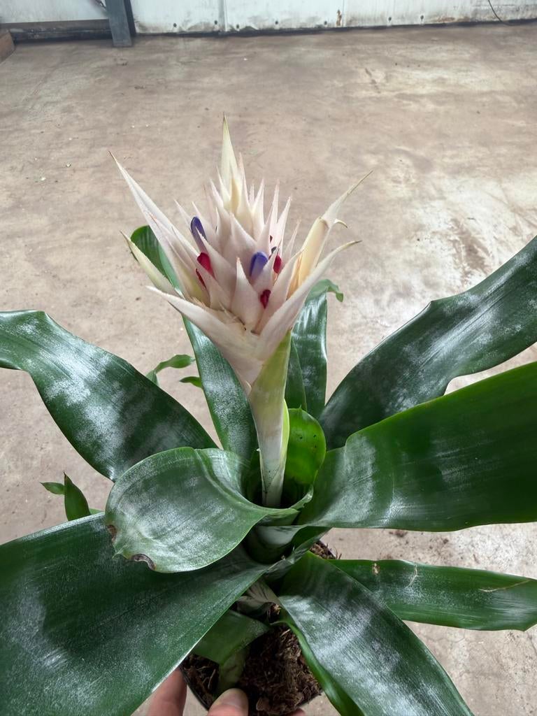 Aechmea Fasciata - Bromelia in 15 cm pot, Overige soorten, In pot, Minder dan 100 cm, Bloeiende kamerplant