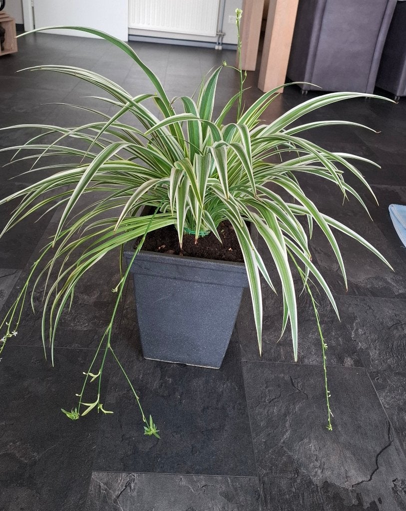 Varigatum (graslelie), Ophalen, In pot, Halfschaduw, Minder dan 100 cm