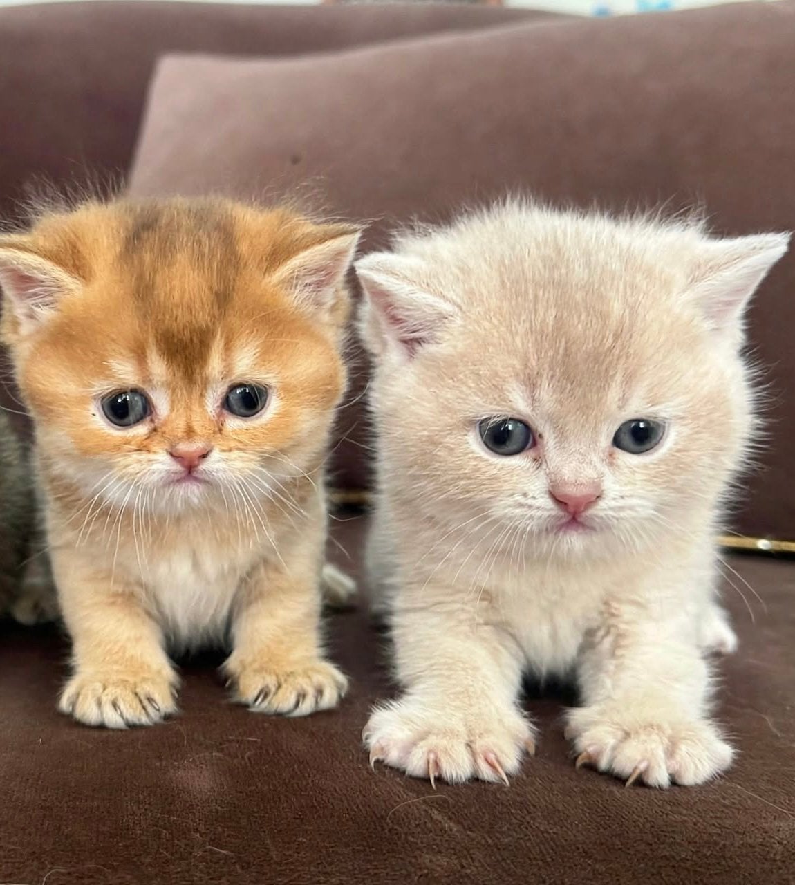 British Shorthair kittens -Golden -BRI ny 12 Golden Shaded, Meerdere dieren, Ontwormd