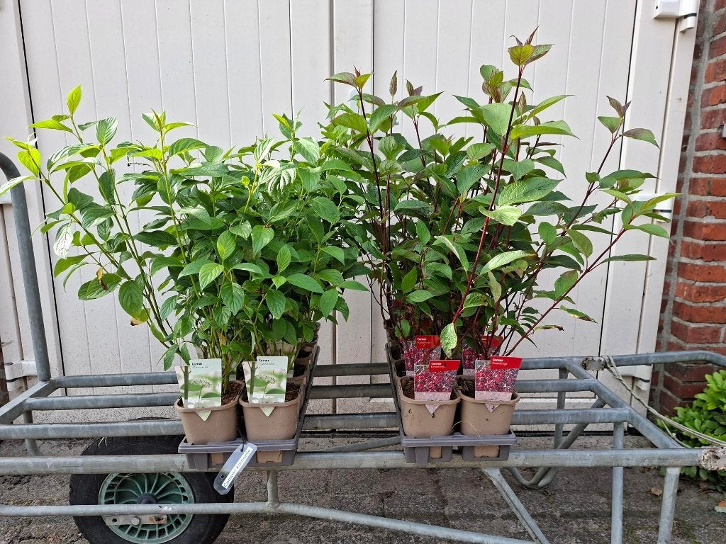 Mooie Soorten Cornus (Kornoelje) in pot!, Ophalen, Overige soorten, Minder dan 100 cm