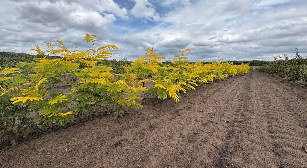 Gleditsia triacanthos 'Sunburst' boom, Bloeit niet, 250 tot 400 cm, Volle zon, In pot