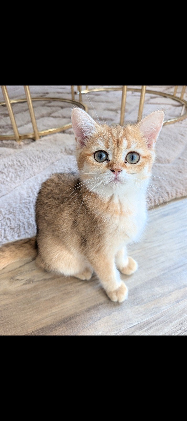 Britse korthaar kittens met stamboom, Dieren en Toebehoren, Katten en Kittens | Raskatten | Korthaar, Meerdere dieren, Met stamboom