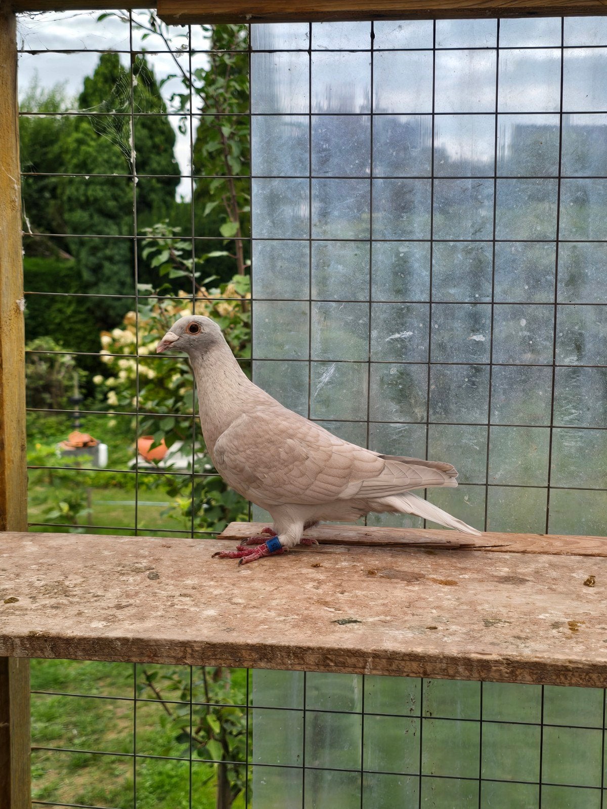 Reduced postduiven duiven te koop, Dieren en Toebehoren, Meerdere dieren, Postduif