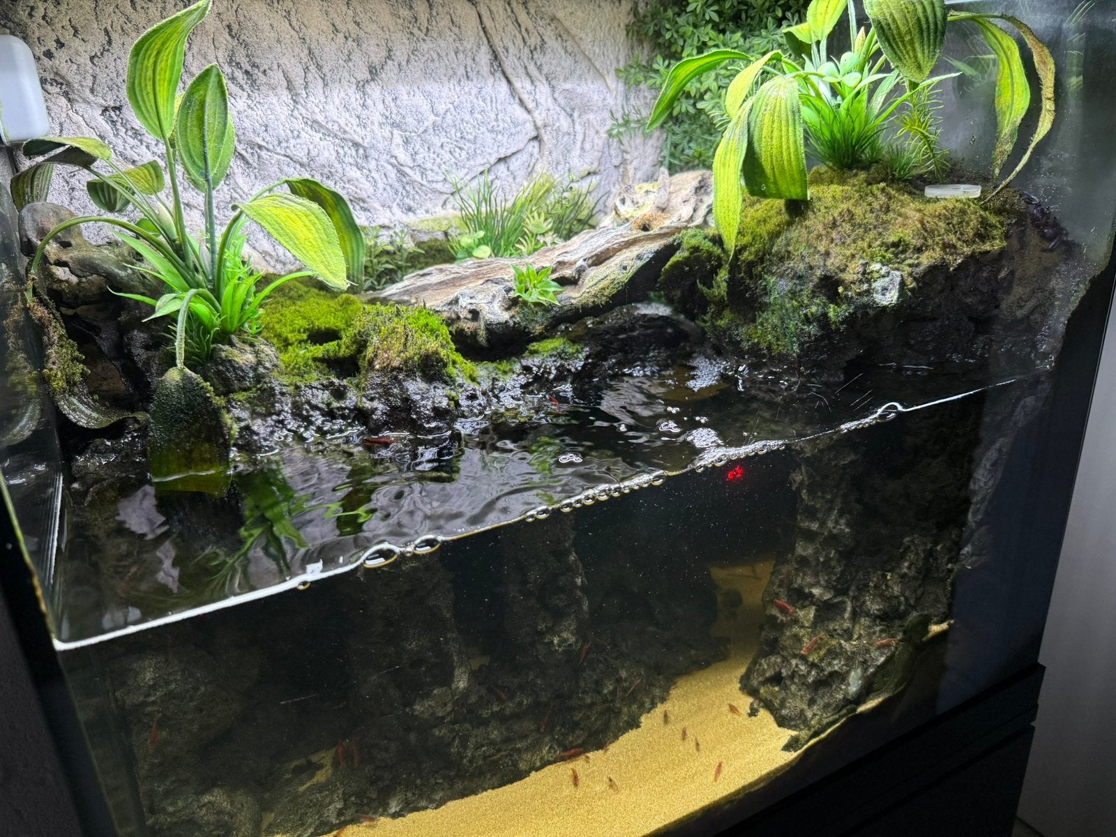 Prachtig Juwel Lido 120 paludarium compleet inclusief dieren, Ophalen, Gebruikt, Inclusief deksel, Gevuld zoetwateraquarium