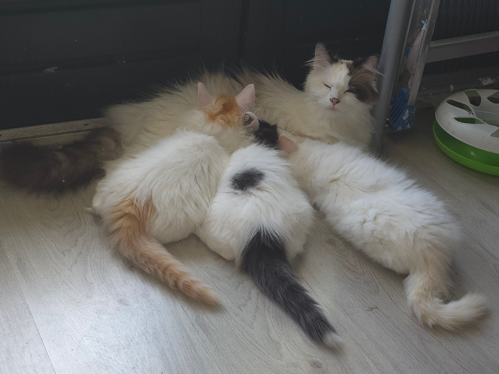 Siberische boskat kittens 2 nog beschikbaar!, Meerdere dieren, Gechipt, 0 tot 2 jaar