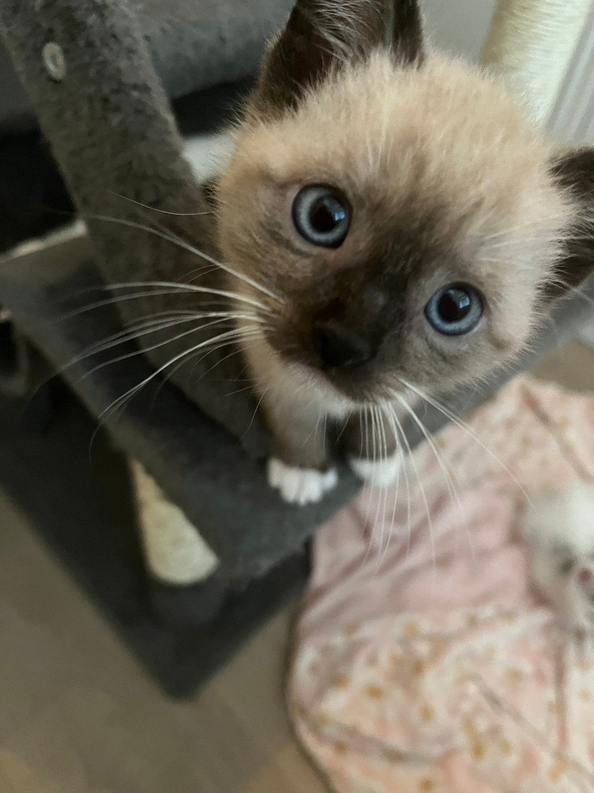 Heel mooi poesje Europese korthaar / ragdoll, Poes, Ontwormd
