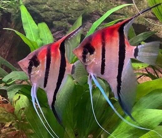 GRATIS MAANVISSEN GEZOCHT OM MEE TE KWEKEN, Dieren en Toebehoren, Vissen | Aquariumvissen, Vis, Zoetwatervis, Schoolvis