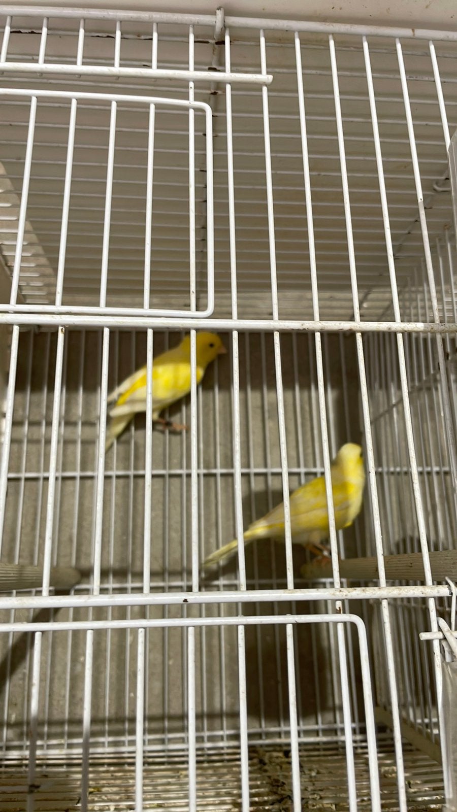 Waterslagers koppels, Meerdere dieren