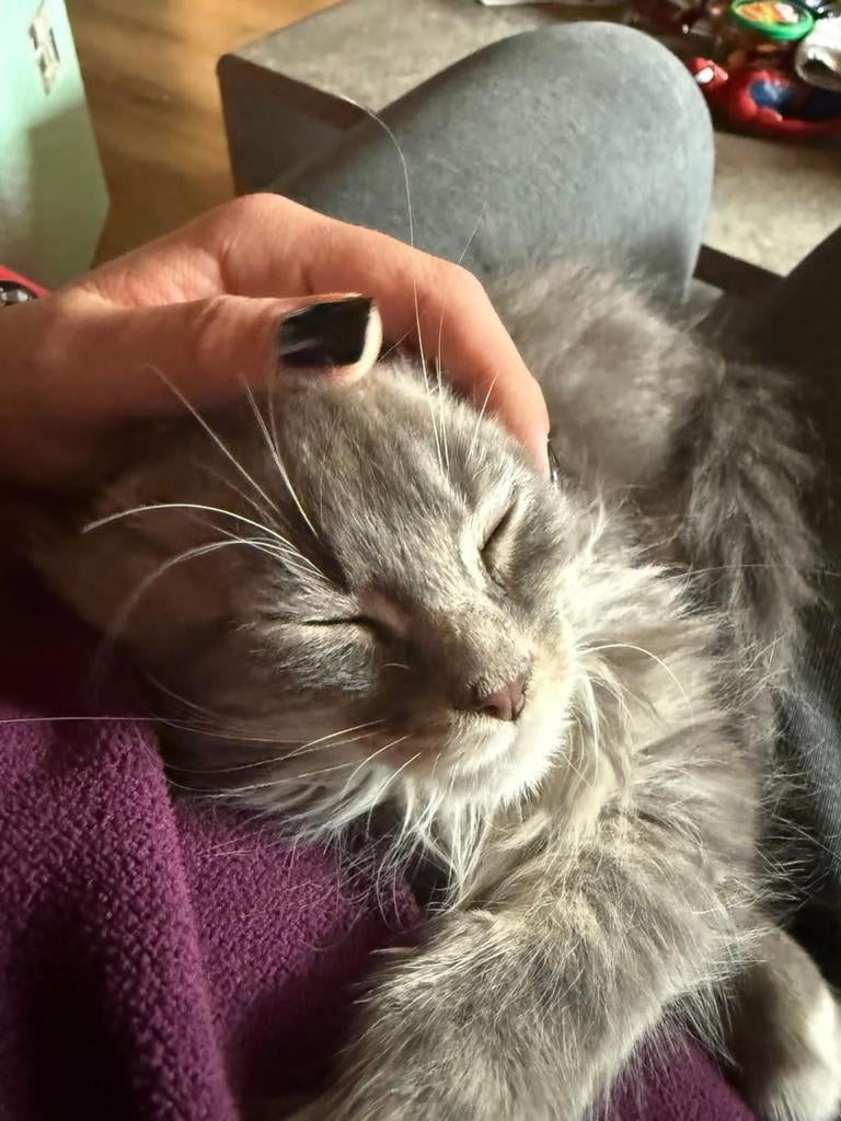 Maine Coon Poes, Poes